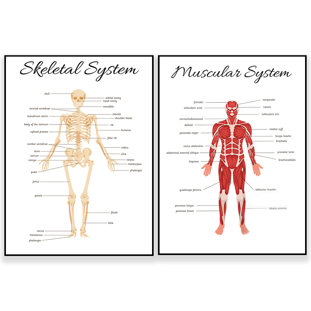 SKELETAL SYSTEM •   Educationa - đánh giá và giá Kids Education System